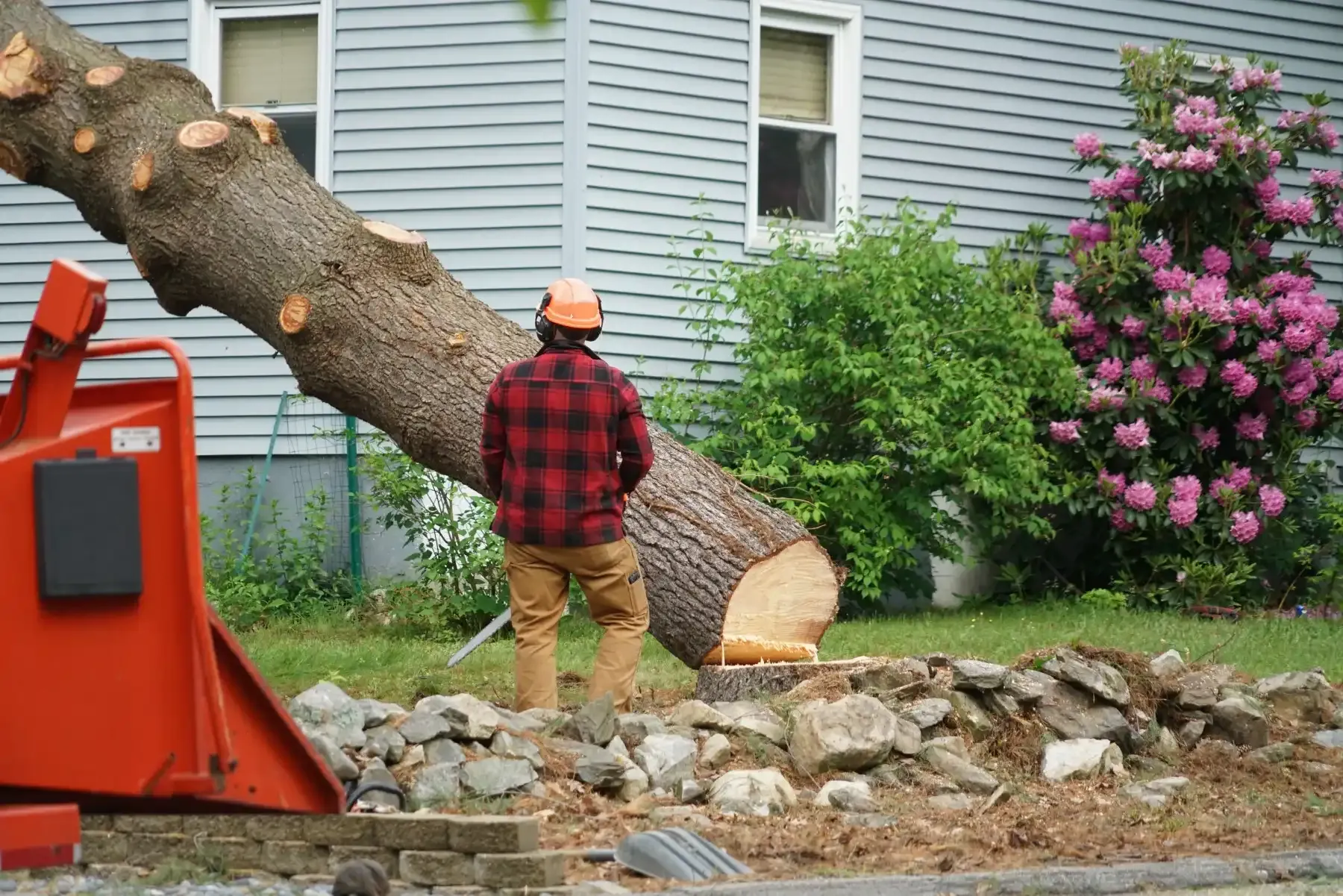 Tree Service Austin: Nurturing Your Urban Forest